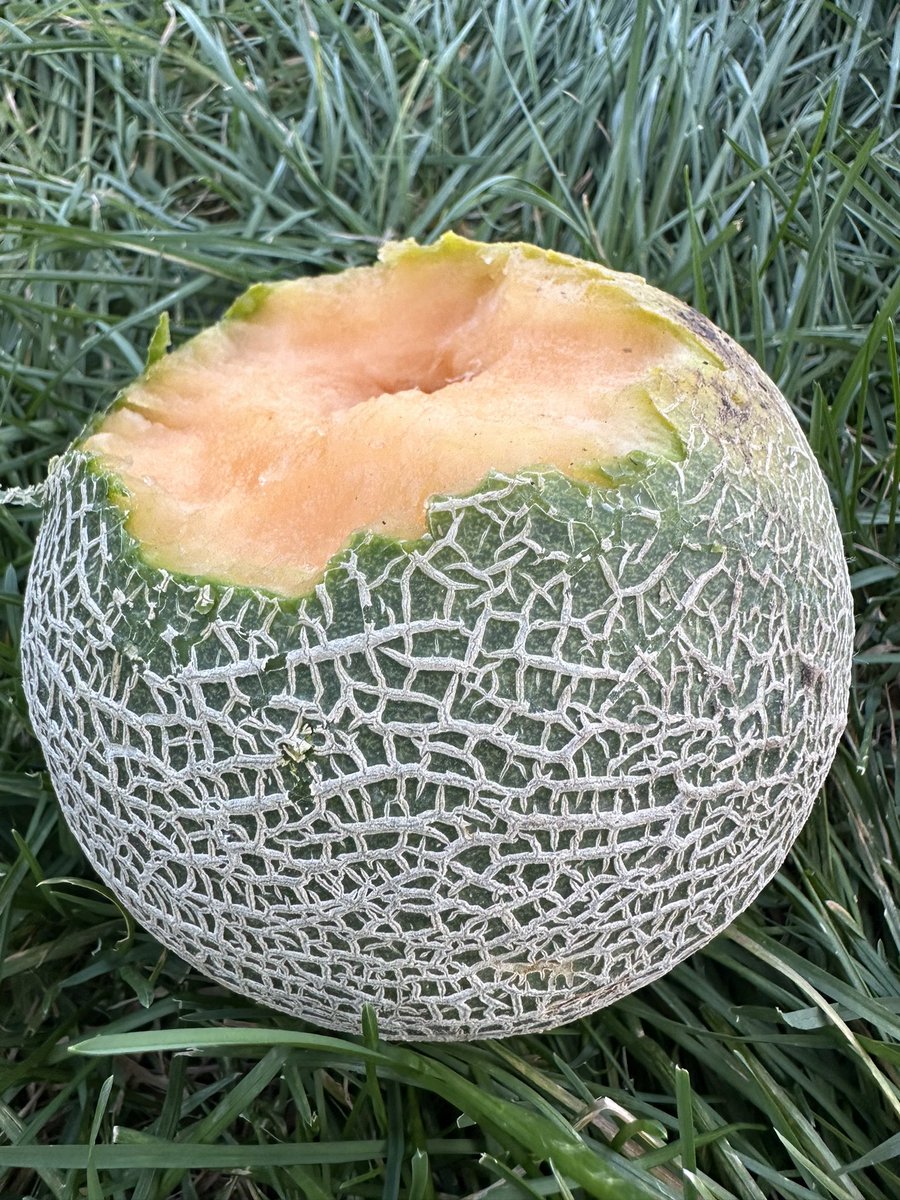 Jeffrey Cameron tweet media