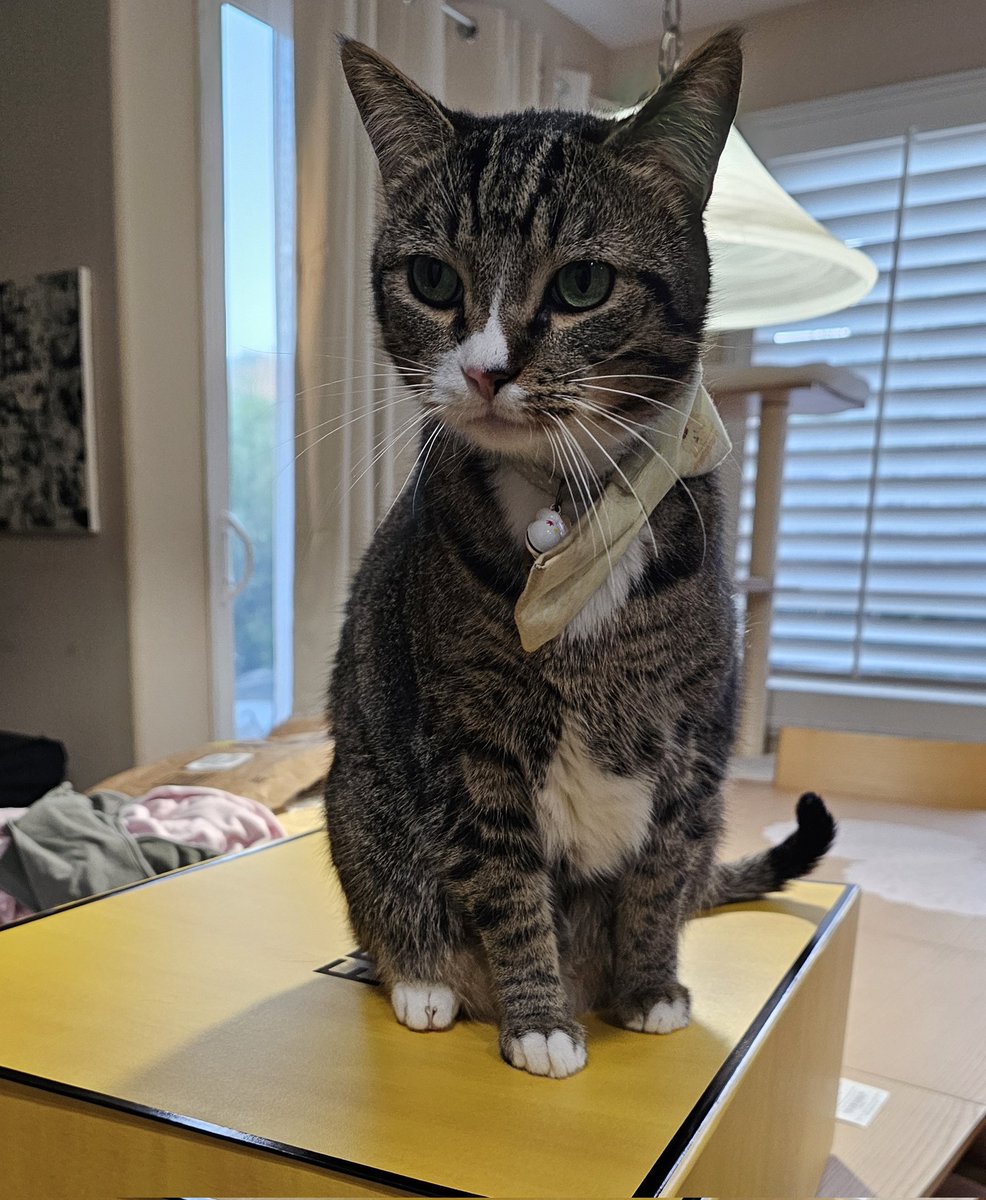 Content from elabunny