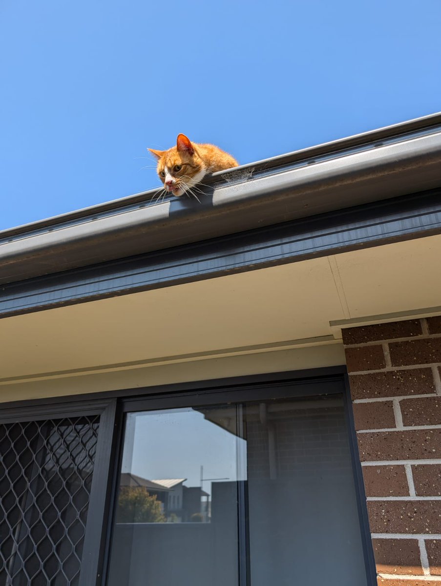 Climbs on roof. Cries for help. Pukes off edge because too high. Had to grab a chair to help him get down.