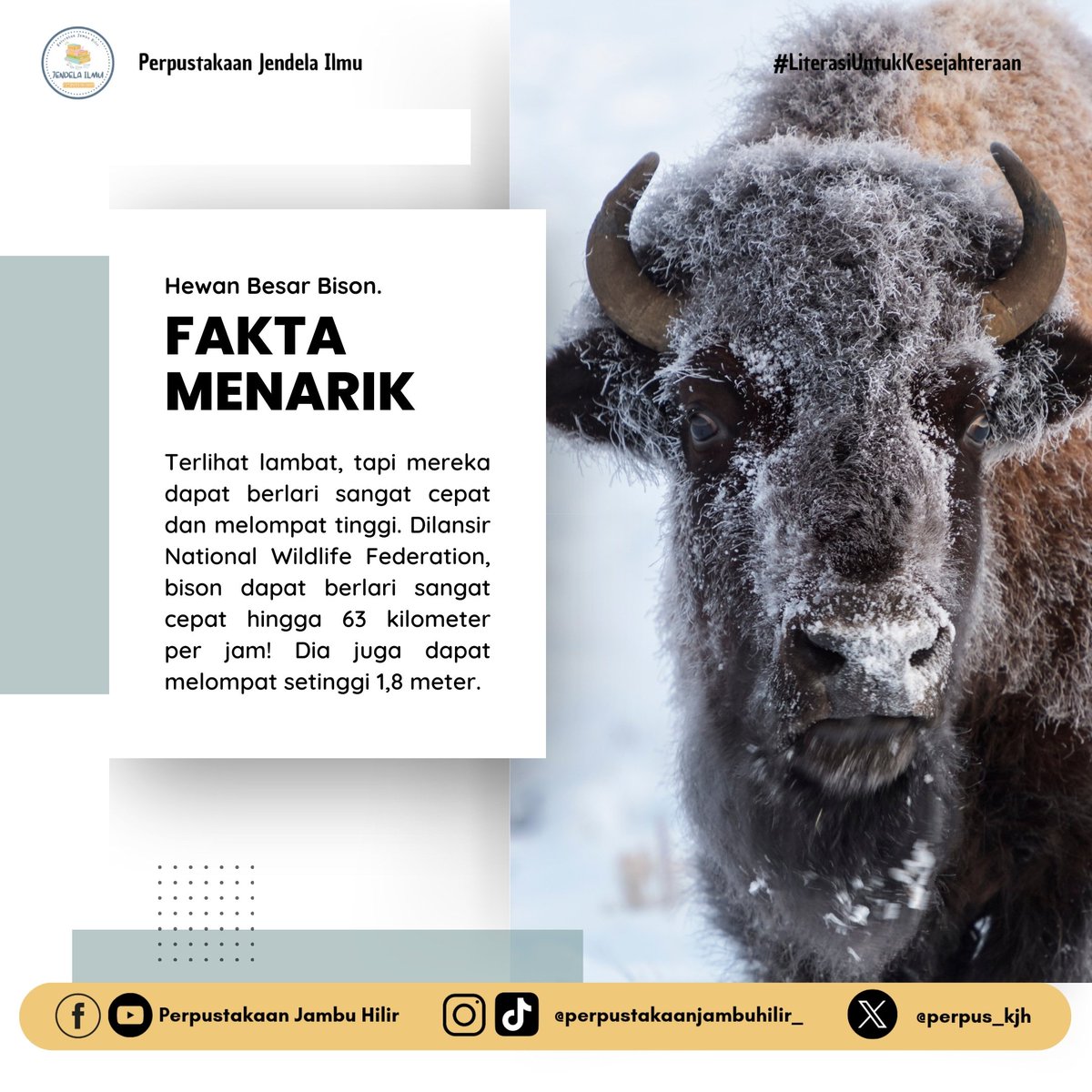 perpus_kjh's tweet photo. Fakta Menarik hewan bison 

#literasi #literasiuntukkesejahteraan #TPBIS #transformasiperpustakaan #perpustakaankelurahan #perpustakaan #ayomembaca #bacabukumu #ayobaca #salamliterasi https://t.co/kWWfgnbjmE