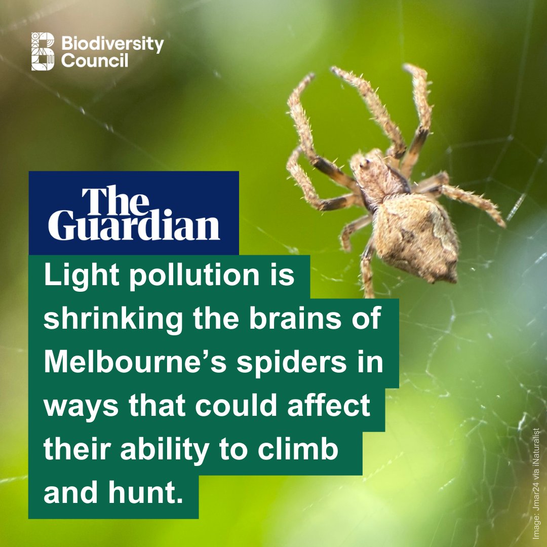 Biodiversity Council (@biodivcouncil) on Twitter photo In a global first <a href="/UniMelb/">University of Melbourne</a> researchers <a href="/arachnik/">Nik Willmott</a> & co have examined the brains of invertebrates using micro CT scanners and found light pollution reduced the development of spiders' brains in areas that could impact foraging and navigation. theguardian.com/environment/ar… In a global first <a href="/UniMelb/">University of Melbourne</a> researchers <a href="/arachnik/">Nik Willmott</a> & co have examined the brains of invertebrates using micro CT scanners and found light pollution reduced the development of spiders' brains in areas that could impact foraging and navigation. theguardian.com/environment/ar…