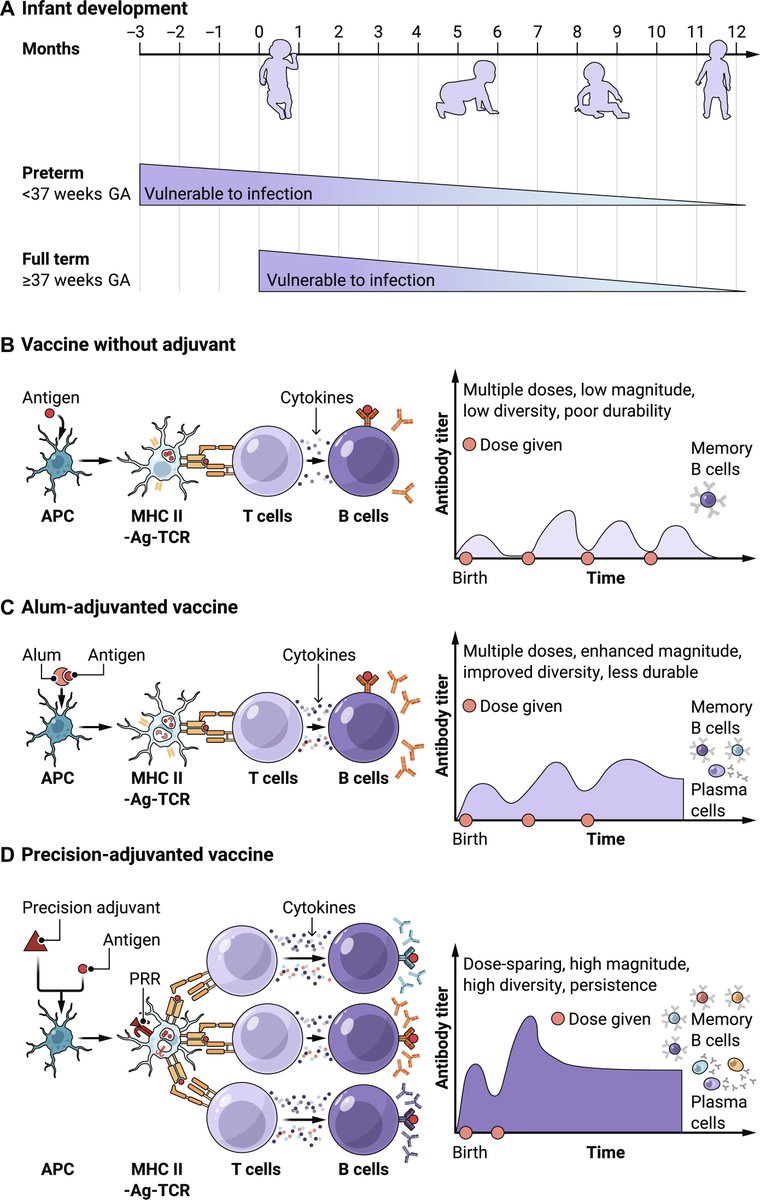 Science Magazine (@sciencemagazine) on Twitter photo A new generation of vaccine adjuvants tailored for the pediatric immune system could help overcome longstanding gaps in the design of infectious disease vaccines for children, according to a new <a href="/ScienceTM/">Science Translational Medicine</a> Viewpoint. scim.ag/8ly A new generation of vaccine adjuvants tailored for the pediatric immune system could help overcome longstanding gaps in the design of infectious disease vaccines for children, according to a new <a href="/ScienceTM/">Science Translational Medicine</a> Viewpoint. scim.ag/8ly