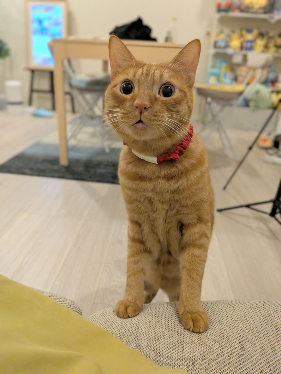 ryogomatsumaru's tweet photo. 僕が起きた瞬間遊んで欲しそうに走ってきた。かわいい。 https://t.co/Lbry3fjveN