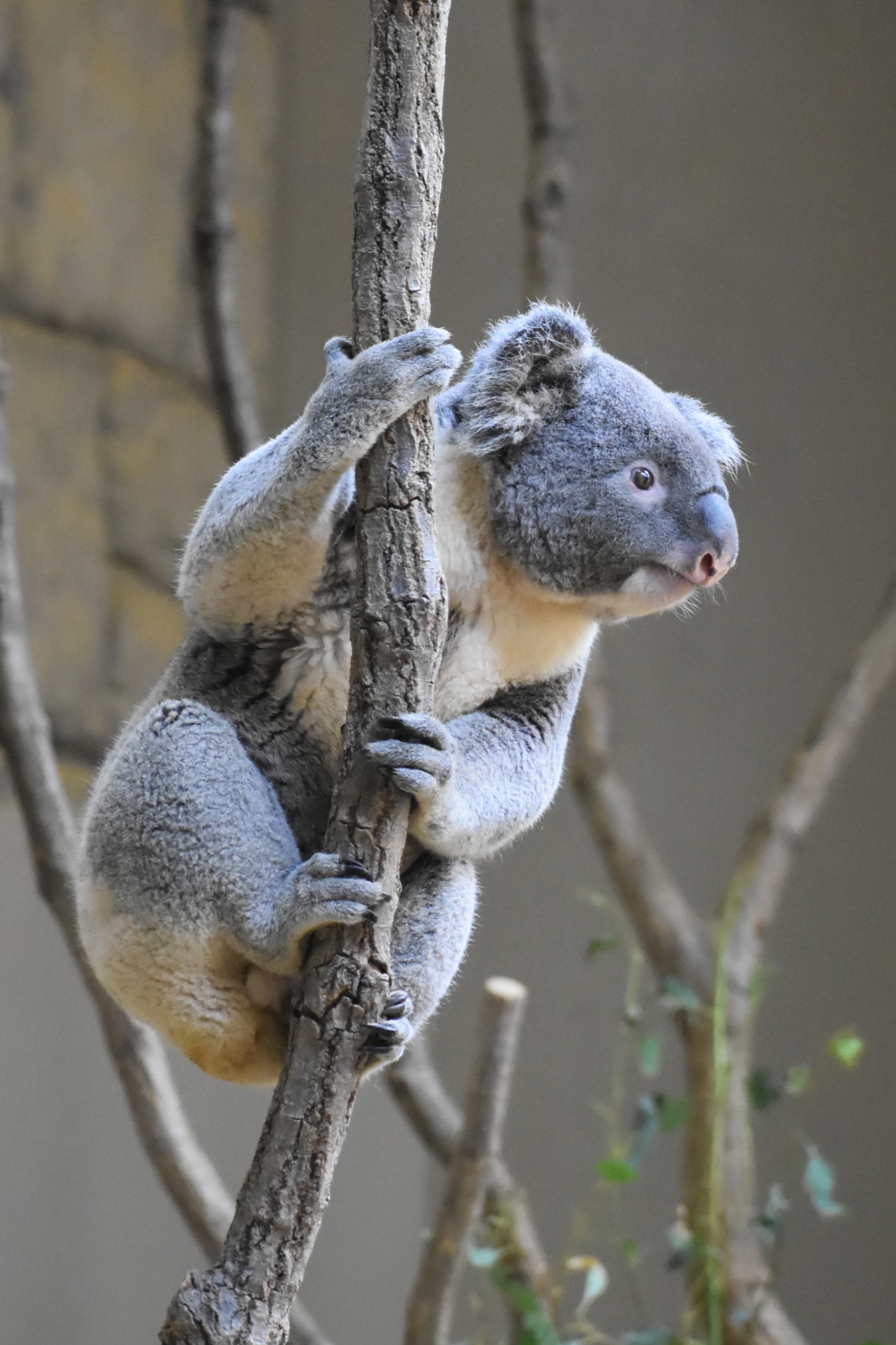 名古屋市東山動植物園 on X: 名古屋市東山動植物園 on X: