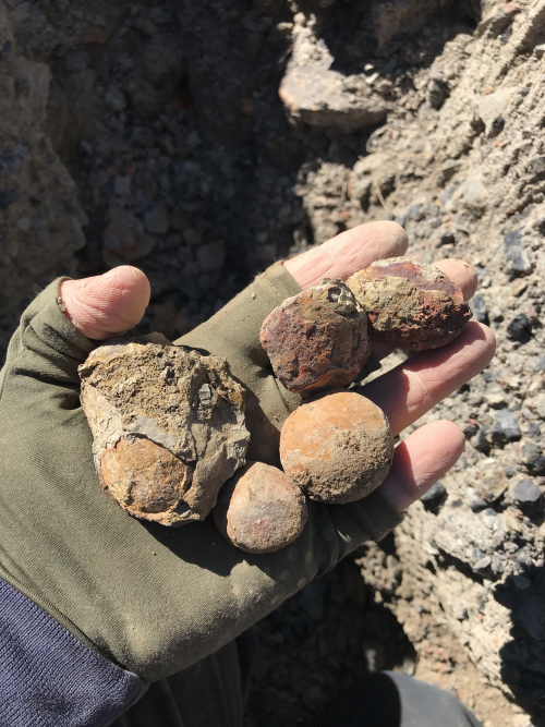 Mazon Monday #234: Braceville Field Trip Report for Fall 2024 #fossils #paleontology #MazonCreek #MazonMonday #pennsylvanian #braceville #fieldtrip

esconi.org/esconi_earth_s…