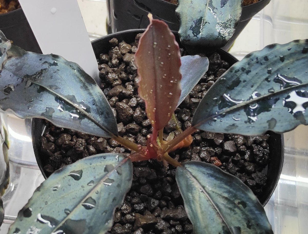 魚用品・水草 【TB便】Bucephalandra sp./