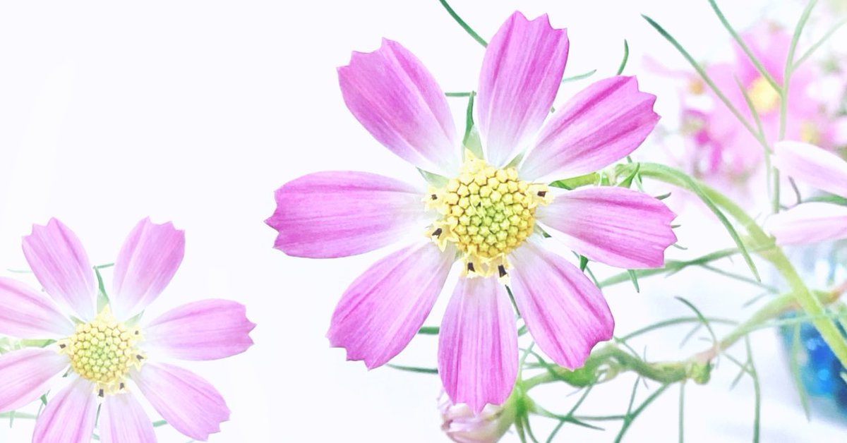 1yottan's tweet photo. みんなのフォトギャラリー✳︎ #51-写真/イラスト✳︎秋桜〜コスモスその2〜|1yottan #note https://t.co/QVIcZoQUWM #ファインダー越しの私の世界 #worldoverfinder #izufantasy #1Yo #魔女のお茶会 #1yottanrecipe #コスモス #みんなのフォトギャラリー #秋桜 #伊豆 #花 #ピンク #写真加工 https://t.co/selfVhcFu2