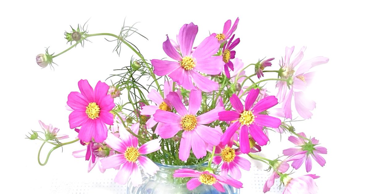 1yottan's tweet photo. みんなのフォトギャラリー✳︎ #51-写真/イラスト✳︎秋桜〜コスモスその2〜|1yottan #note https://t.co/QVIcZoQUWM #ファインダー越しの私の世界 #worldoverfinder #izufantasy #1Yo #魔女のお茶会 #1yottanrecipe #コスモス #みんなのフォトギャラリー #秋桜 #伊豆 #花 #ピンク #写真加工 https://t.co/selfVhcFu2