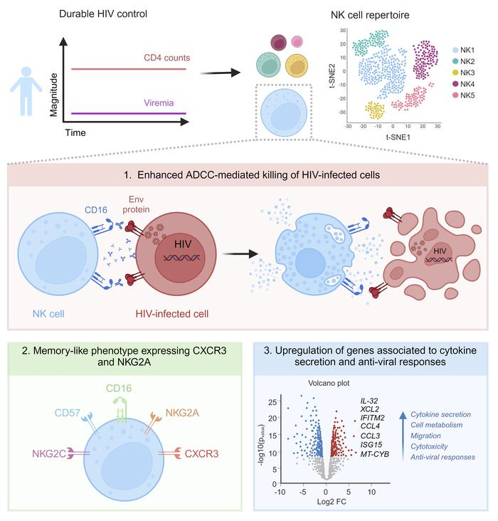 Waggoner Lab (@labwaggoner) on Twitter photo Elite controllers showed an exceptional ability to kill primary HIV-infected cells via ADCC adaptive mechanism involving a specific memory-like NK population expressing CD16, NKG2A, NKG2C, CD57 and CXCR3 <a href="/JCI_insight/">JCI insight</a>
insight.jci.org/articles/view/… Elite controllers showed an exceptional ability to kill primary HIV-infected cells via ADCC adaptive mechanism involving a specific memory-like NK population expressing CD16, NKG2A, NKG2C, CD57 and CXCR3 <a href="/JCI_insight/">JCI insight</a>
insight.jci.org/articles/view/…