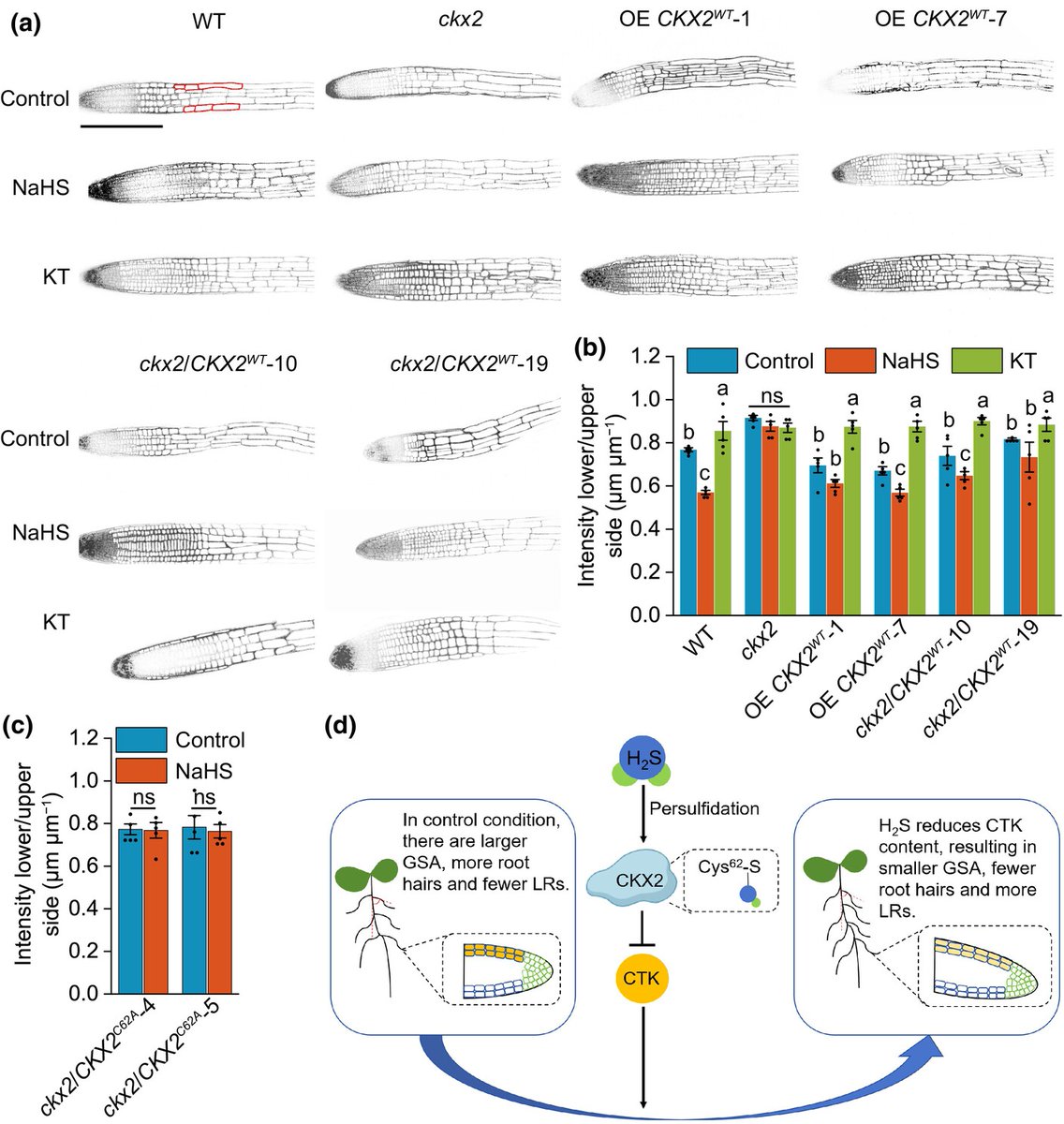 New Phytologist tweet media