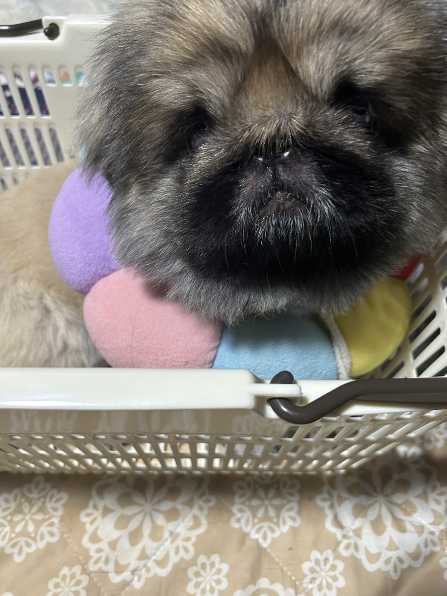 ten1003lemon's tweet photo. なぜかカゴが好きな男。

7㌔弱もあるから
持てるわけないのよ……。 https://t.co/I8lgkFkfnj