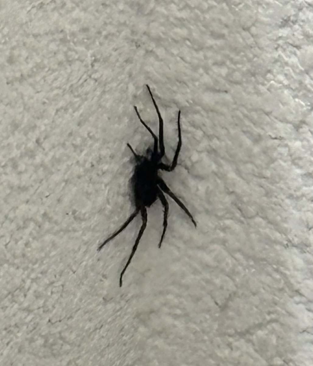 jpbaezco's tweet photo. @Arachno_Cosas que tipo de araña será ? Es peligrosa? https://t.co/R3FXZKFFEF