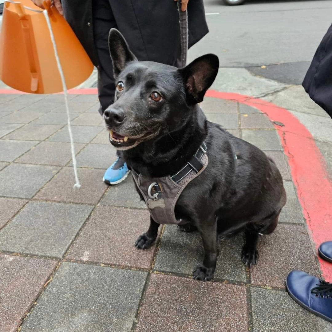 jetfastpet's tweet photo. 2024-08-19｜PoPo
Taiwan to Japan

6 montbs ago PoPo weighed 35.2kg.
Now PoPo weighed 24.6kg!
Really work hard to lose weight than me...

#pettaiwantojapan
#JETFASTPET #dogs #cats #internationaltravel
#petexport #petimport #petrelocation #pettravel
#petshipping #petshipper https://t.co/SfQX5Or3rH