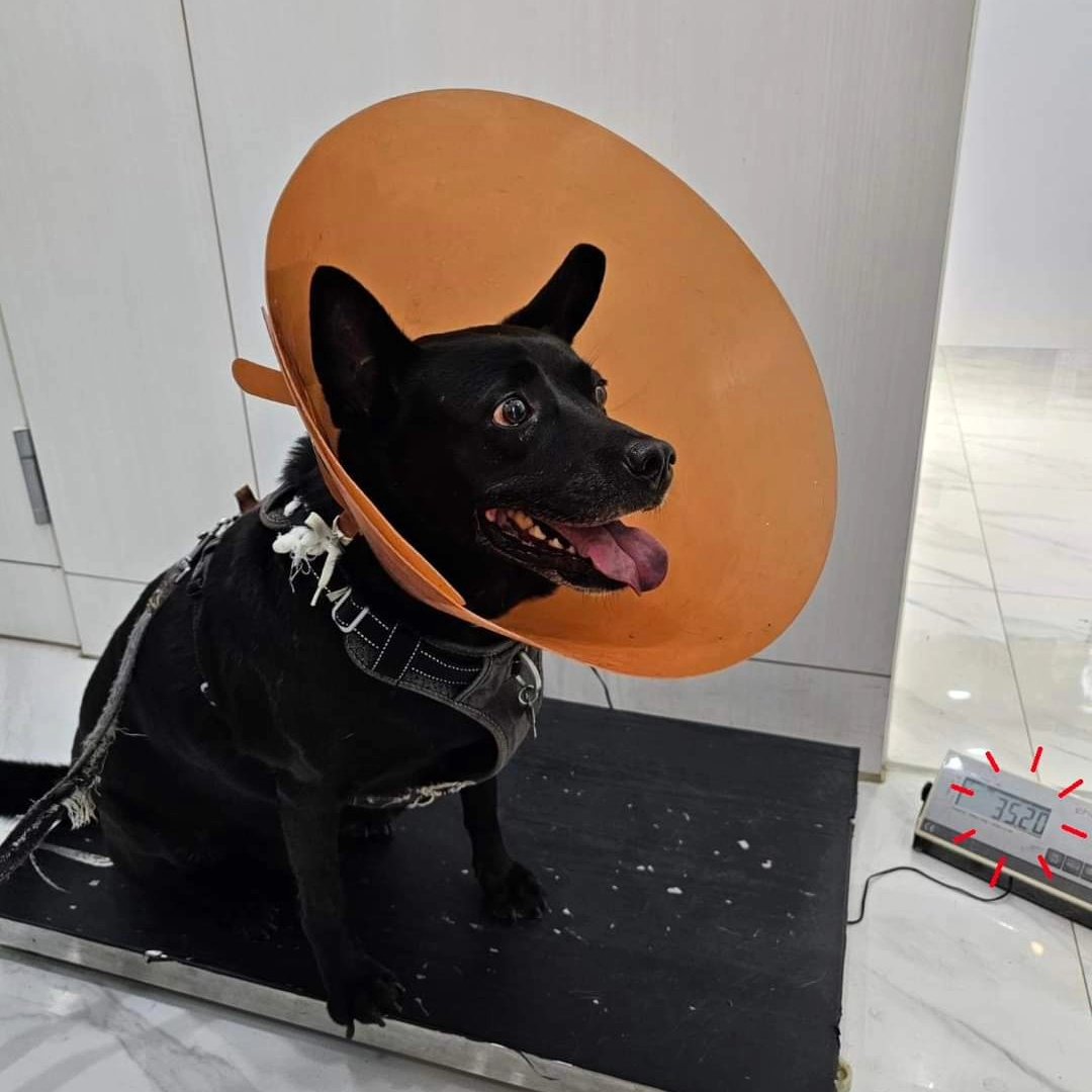 jetfastpet's tweet photo. 2024-08-19｜PoPo
Taiwan to Japan

6 montbs ago PoPo weighed 35.2kg.
Now PoPo weighed 24.6kg!
Really work hard to lose weight than me...

#pettaiwantojapan
#JETFASTPET #dogs #cats #internationaltravel
#petexport #petimport #petrelocation #pettravel
#petshipping #petshipper https://t.co/SfQX5Or3rH