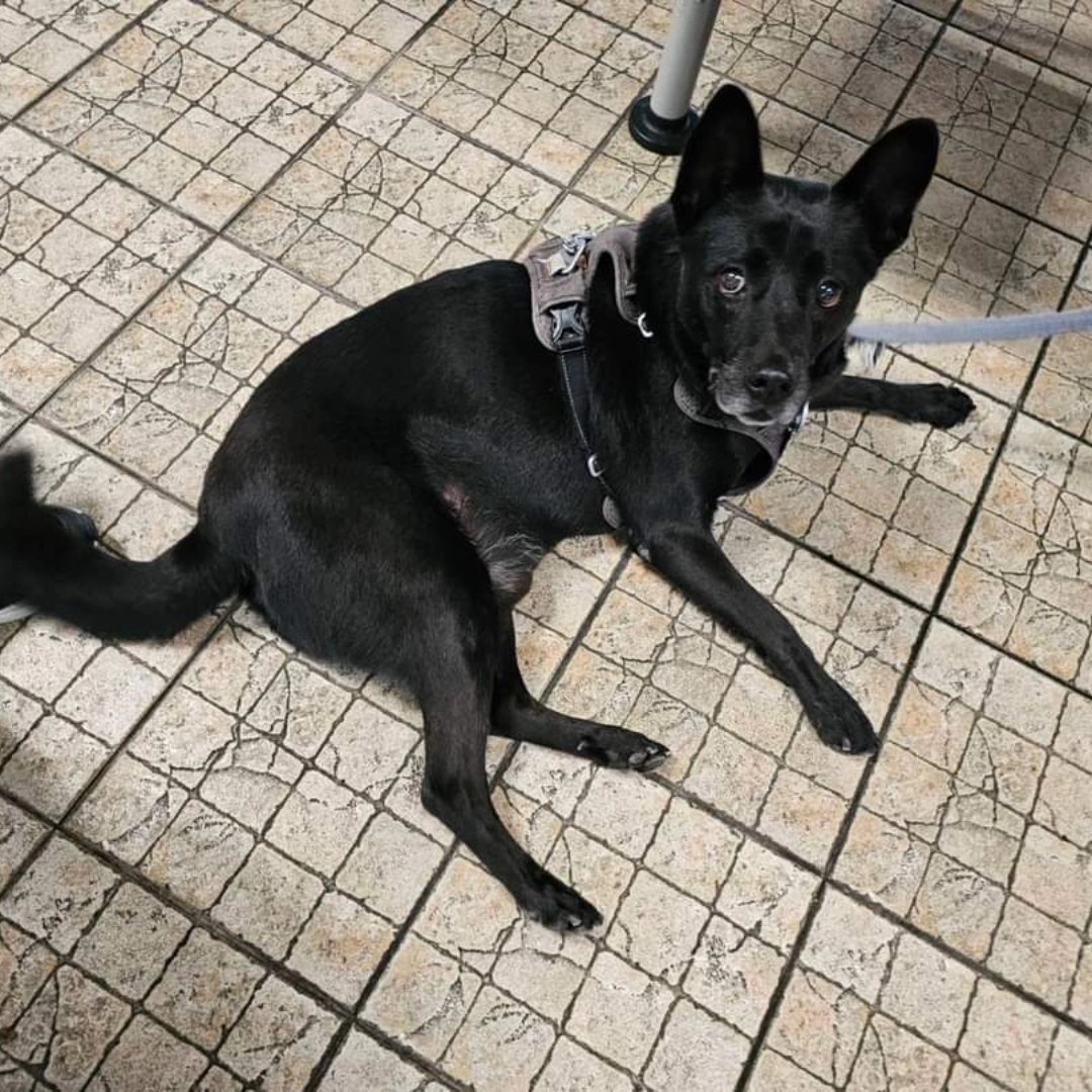 jetfastpet's tweet photo. 2024-08-19｜PoPo
Taiwan to Japan

6 montbs ago PoPo weighed 35.2kg.
Now PoPo weighed 24.6kg!
Really work hard to lose weight than me...

#pettaiwantojapan
#JETFASTPET #dogs #cats #internationaltravel
#petexport #petimport #petrelocation #pettravel
#petshipping #petshipper https://t.co/SfQX5Or3rH