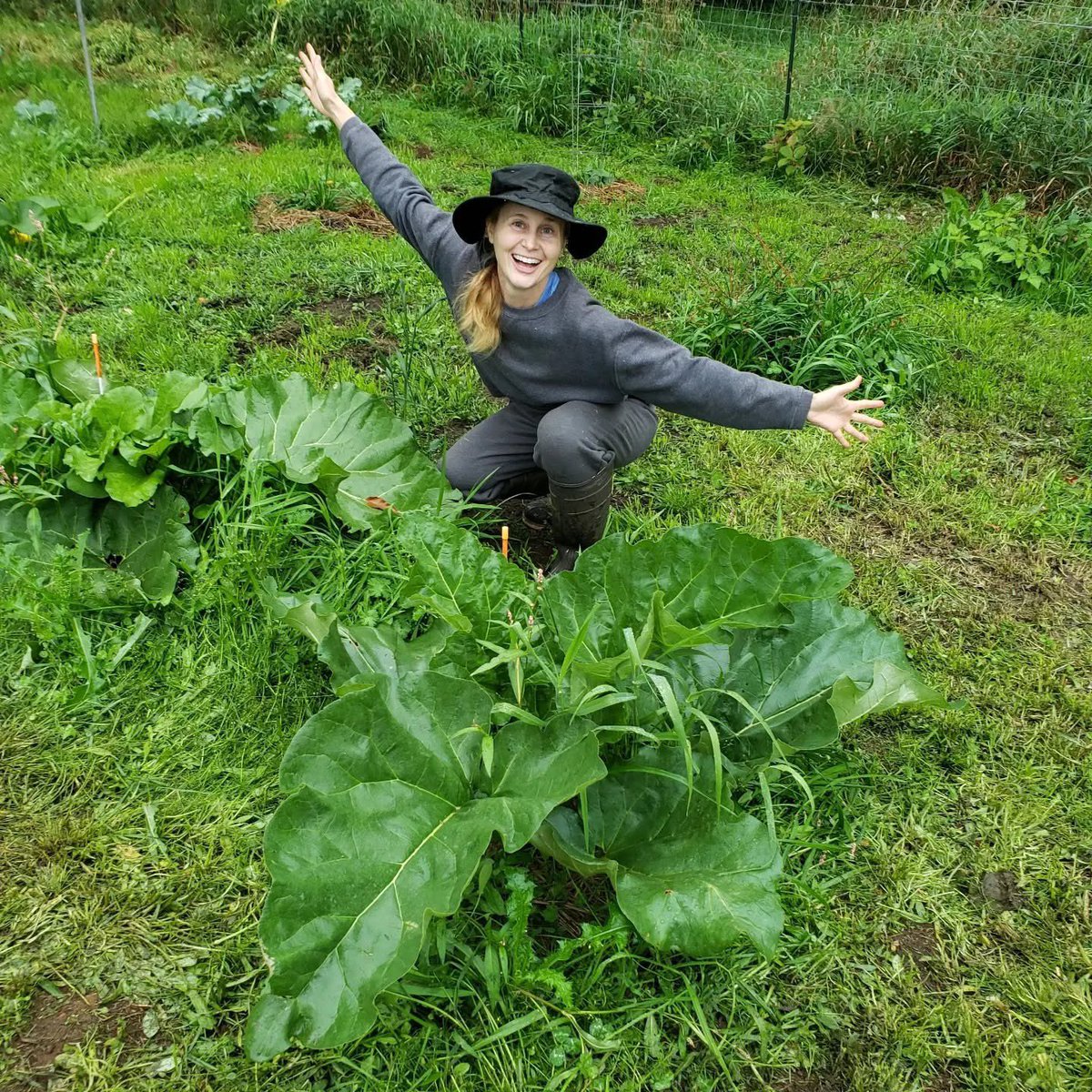 reneealeja's tweet photo. I’ve never had much luck growing rhubarb, but this soil is pure magic. https://t.co/WEwN6hPyoU