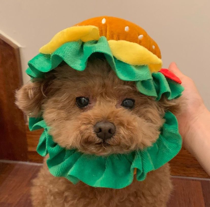 twaniimals's tweet photo. 🍔 https://t.co/Vu0mprYpDE