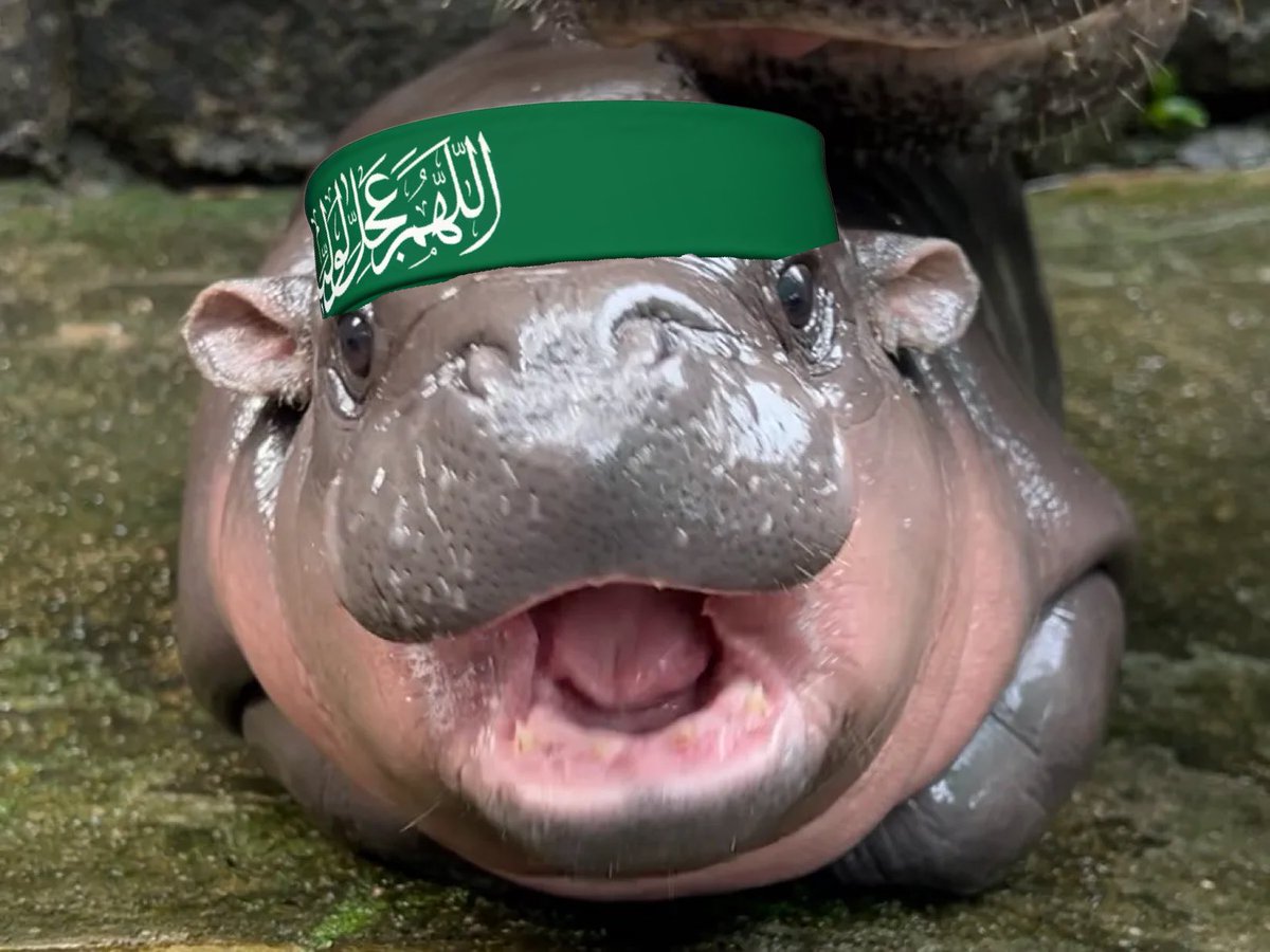 BREAKING: Moo Deng has joined Hamas