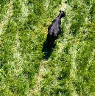 AllDroneStore's tweet photo. University of Kentucky Secures Grant to Develop Drone Technology for Cattle Management: USDA Funds Five-Year Project to Explore Drone Use in Herding and Monitoring The University of Kentucky’s Martin-Gatton College of Agriculture, Food and Environment… https://t.co/7o5oZ62Rsj https://t.co/70JwiPSa28