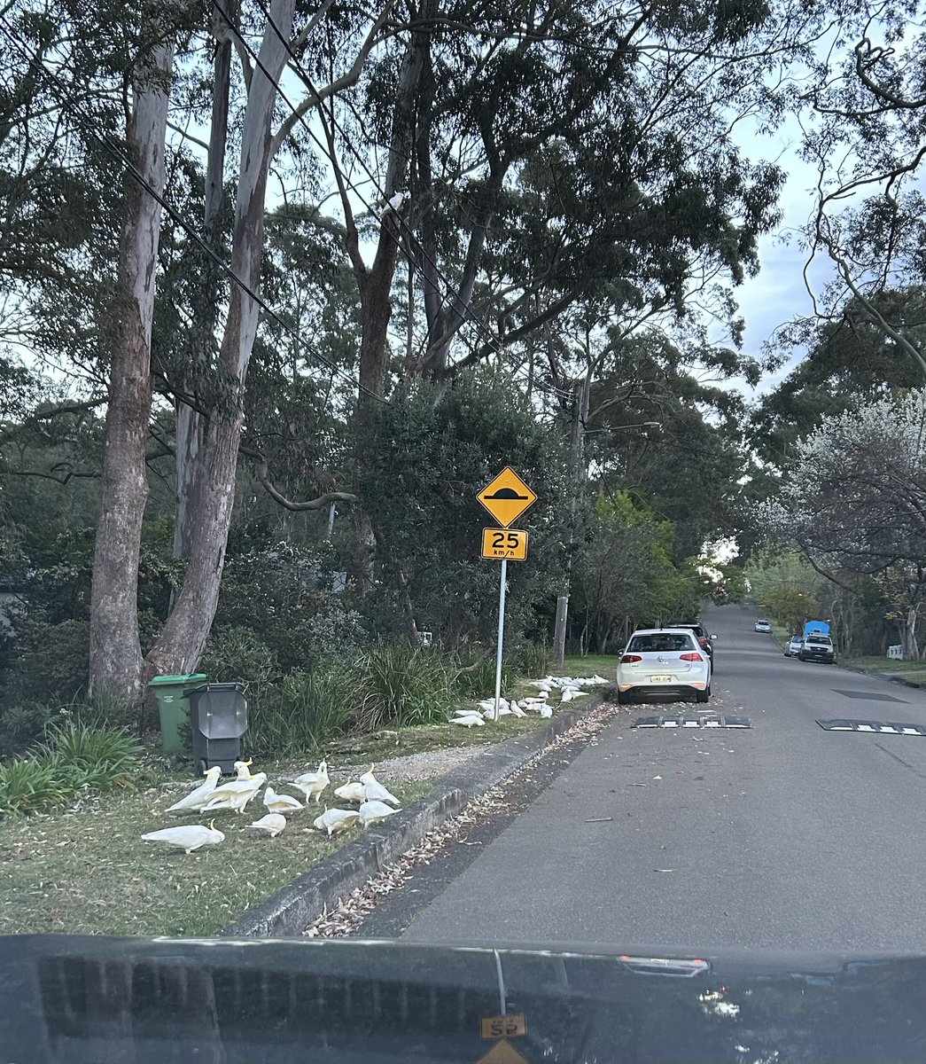 Not sure what’s going on at the neighbours these past few days but there’s literally been hundreds of cockatoo’s, galah’s and corella’s all over their lawn (morning and evening).🤷🏻‍♂️
