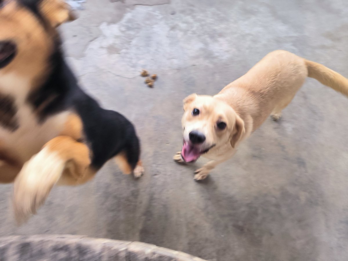 PerroUsuario's tweet photo. Reporta @Tu_Cabrito: Me  informan q van a dejar a 2 perritas a la calle porque no les han conseguido Hogar, alguien de Caracas q desee tener un perro o conozca a alguien q desee una mascota o que tenga algun terreno o algo parecido, es urgente, no quiero q las boten 0424 7104697 https://t.co/bCAEuK6oZd