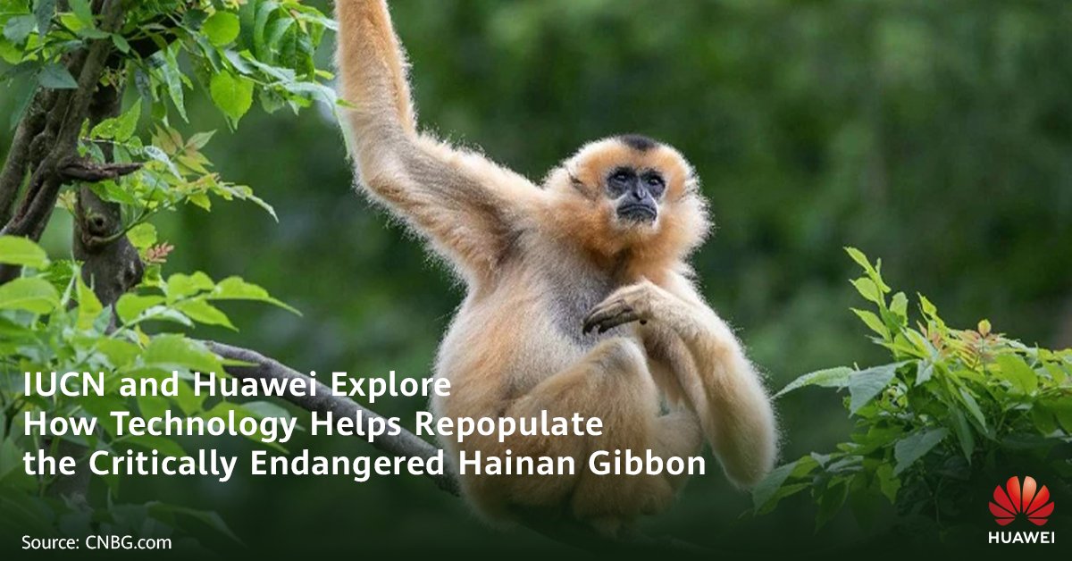 Huawei_Europe's tweet image. 🌍 Technology meets conservation!

Through our #Tech4Nature initiative, we&apos;re leveraging cutting-edge digital tools to help protect the rarest primate on Earth—the Hainan gibbon. 🌿

By monitoring their sounds with AI-powered devices, storing data in the cloud, and analyzing…