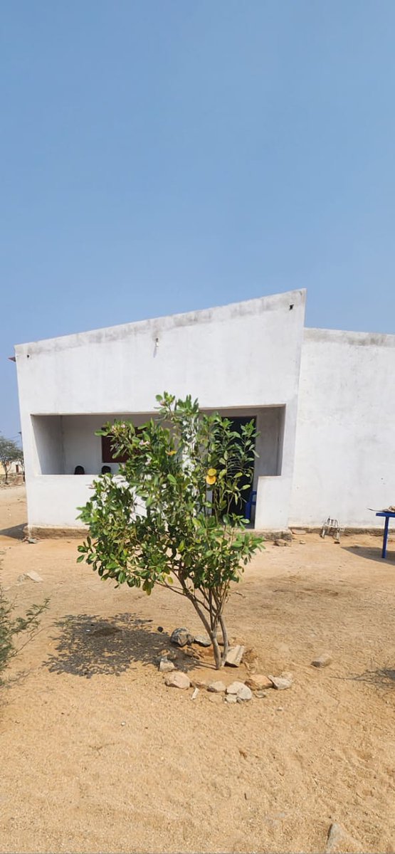 A primeira árvore que plantei no Virei já está grande. Para vencermos as adversidades do deserto, temos que apostar continuamente na sua florestação e revegetação.