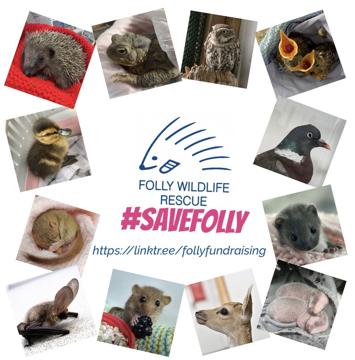 FollyWildlife's tweet image. Folly Wildlife Rescue was founded in 1994 to rescue and rehabilitate UK wildlife and receives over 3500 birds &amp;amp; animals every year from across #kent and #sussex. It’s at imminent risk of closure due to spiralling  costs &amp;amp; falling donations. It’s not eligible for public funding &amp;amp;…