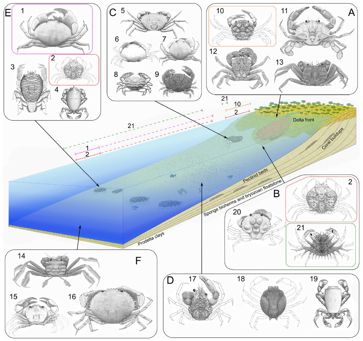 Dr. Adiel Klompmaker @paleoadiel.bsky.social (@paleoadiel) on Twitter photo Article Alert‼️ Eocene decapod crustaceans from a single basin show ecological zonation in shallow to relatively deep environments. 🦀 Open access paper led by Fernando Ferratges: t.ly/-F5rN. #FossilFriday <a href="/UAMNH/">Alabama Museum of Natural History</a> <a href="/uamuseums/">UA Museums</a>. #paleontology #fossil Article Alert‼️ Eocene decapod crustaceans from a single basin show ecological zonation in shallow to relatively deep environments. 🦀 Open access paper led by Fernando Ferratges: t.ly/-F5rN. #FossilFriday <a href="/UAMNH/">Alabama Museum of Natural History</a> <a href="/uamuseums/">UA Museums</a>. #paleontology #fossil