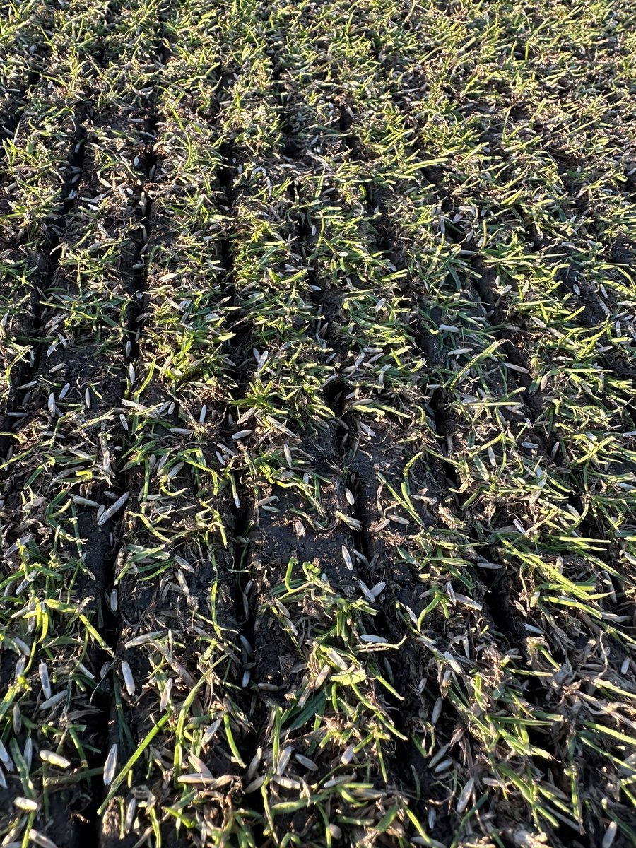 EOSR season with the new BM40 from <a href="/CampeyTurfCare/">Campey™ Turf Care Systems</a> <a href="/richardcampey/">richard campey</a> <a href="/MoodyJas/">Jason Moody</a> 

Amazing machine