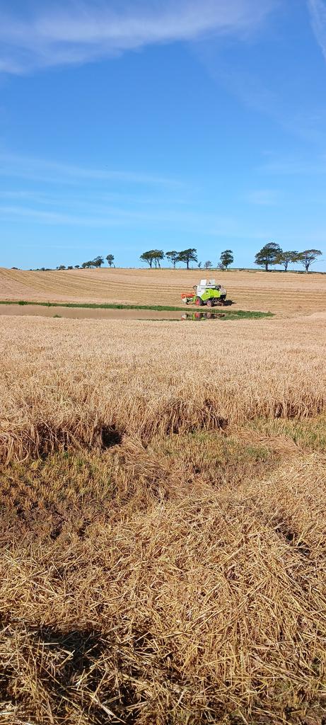 Tom Shearlaw tweet media