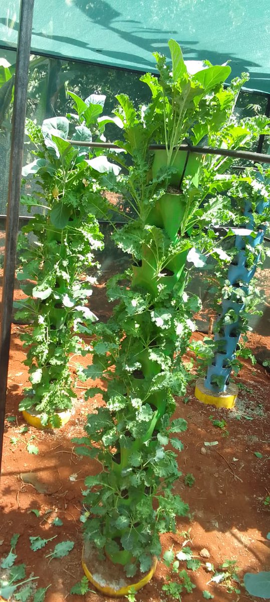 eldannywanderi's tweet photo. Grab salad or veggies from your tower gardens just from that small space on backyard,rooftop or even a balcony.

Mercy Taiwan Hezbollah Gachagua Threatened Itumbi Starlink Blacklist Hanifa https://t.co/00YSp8RgW7
