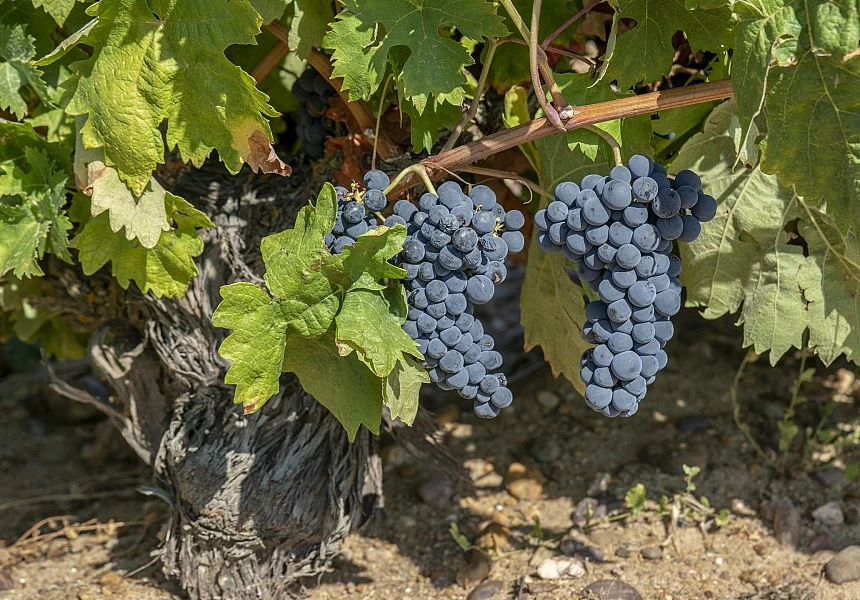 SobrenoBodegas's tweet photo. 🍇 Cada grano tiene la piel muy gruesa, responsable de la gran concentración de color y un peculiar aroma que recuerda a violetas y a fruta fresca.
https://t.co/6oHywXSbHM https://t.co/7HegSiSRYo