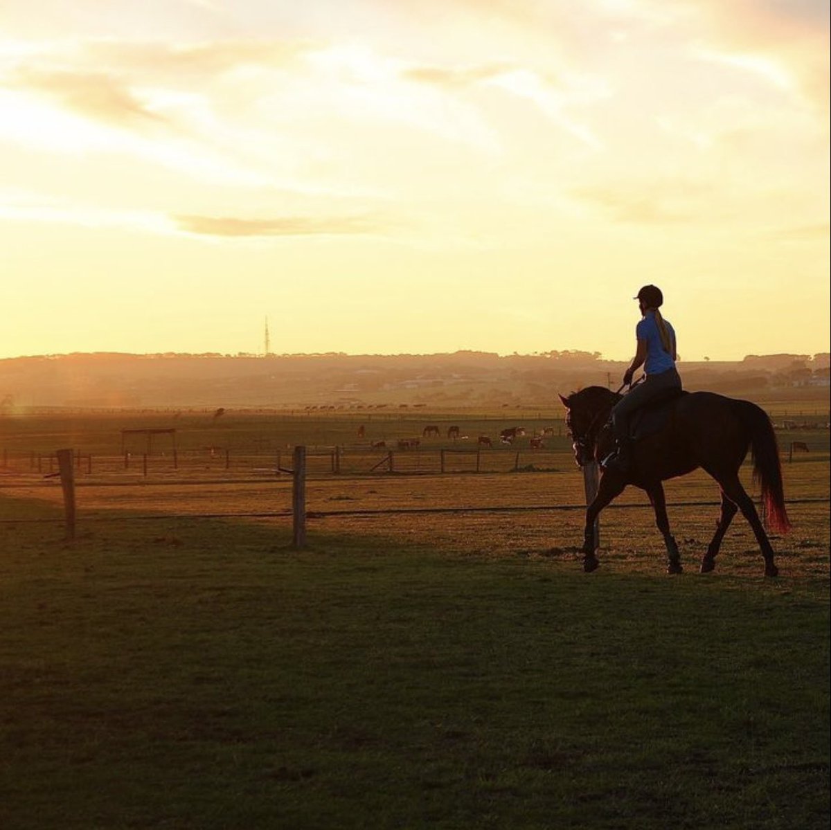 WHERE ARE THEY NOW WEDNESDAY?
The first in our new series features an old favourite GARBO
Head over to our Facebook and Instagram pages to see what he’s up to now
#lifeafterracing #offthetrack #lovethehorse