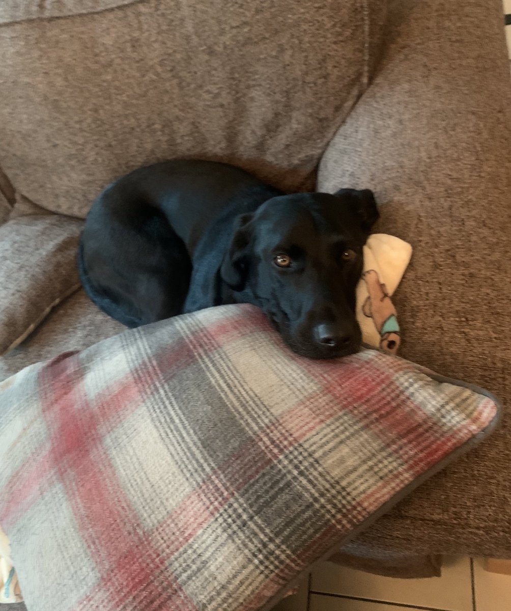 EKLeeWriter's tweet image. Left the room for five minutes and this boy managed to make himself comfortable! #LittlePrince #SpoiledDoggo