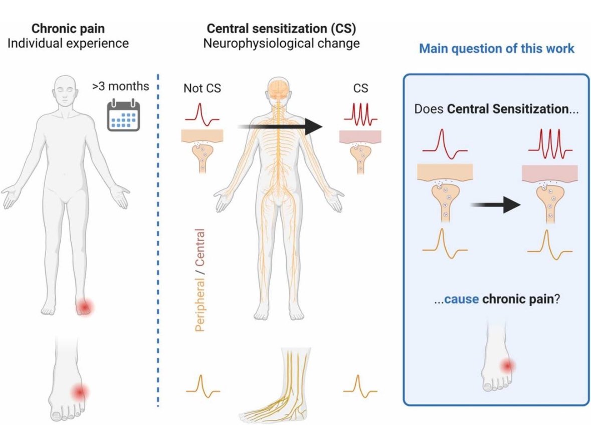 Javi_Guerra_Ar's tweet photo. New paper out! 🔥
Is chronic pain caused by central sensitization? Our paper critically reviews the evidence about causality of CS-chronic pain, misconceptions about CS and how to overcome methodological limitations for future research. Great teamwork🔝

https://t.co/ZzS5GgmbSx https://t.co/l0DIJUY2rs