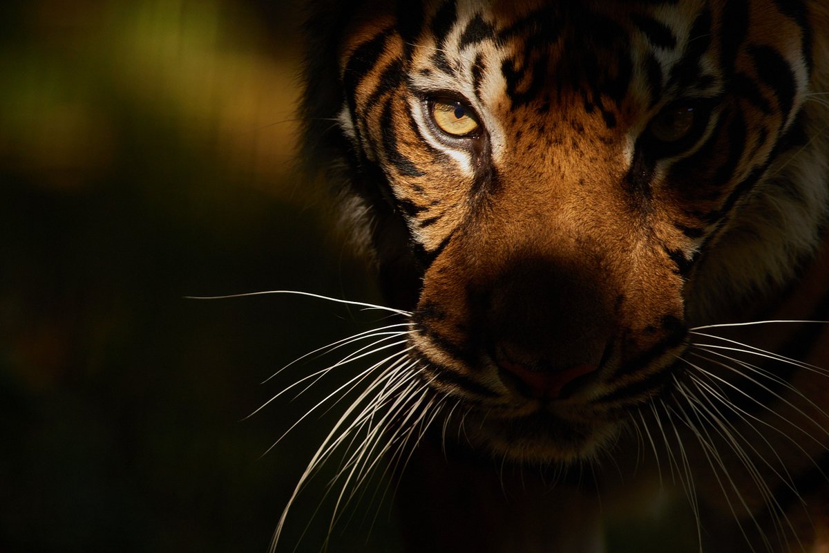 One week to go! Join us at 6pm on 24th September to hear from brilliant speakers about what is needed to protect charismatic big cat species such as #cheetah, #tigers and #jaguars 🐯 

Book your free ticket👇 eventbrite.co.uk/e/internationa…