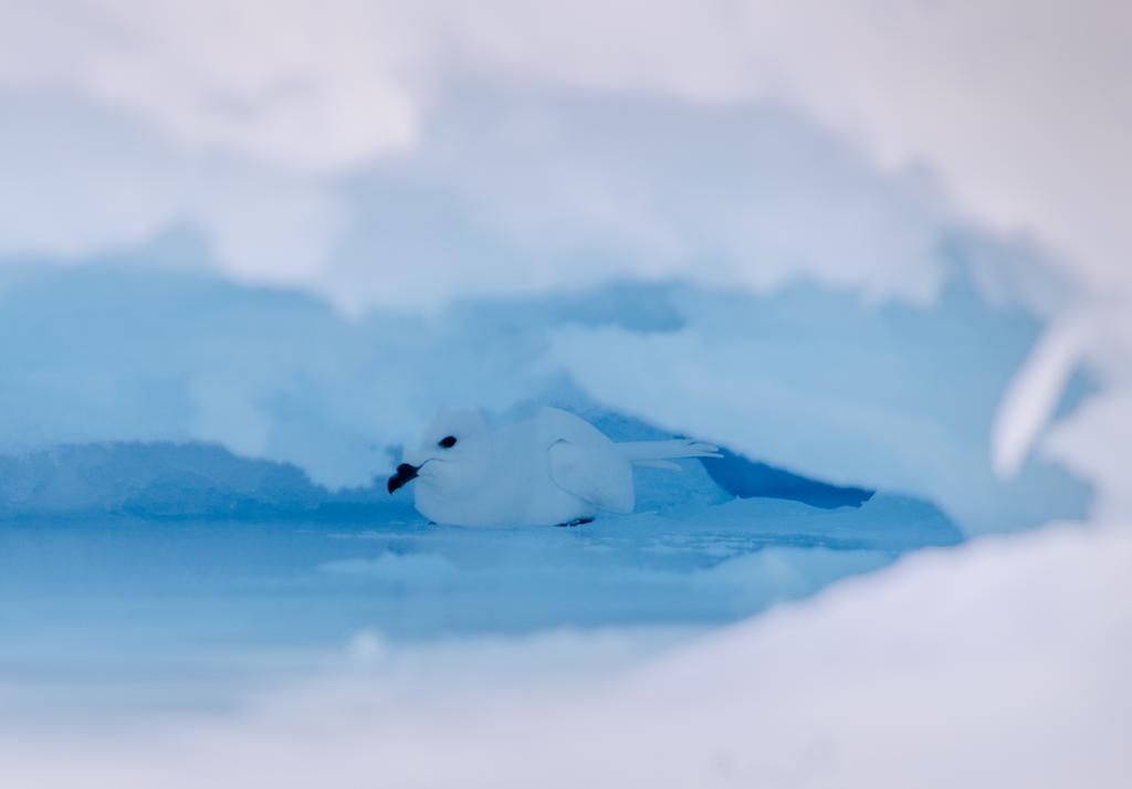Geoffrey Houpert (@geoffreyhoupert) on Twitter photo La fin de l'hiver approche en Antarctique... On assiste en ce moment au retour des magnifiques Pétrels des Neiges qui rentrent dans leur période de reproduction. Certains se cachent même dans de petites grottes de glace pour notre plus grand plaisir 😊
<a href="/TAAFofficiel/">Terres australes et antarctiques françaises (TAAF)</a> @_IPEV La fin de l'hiver approche en Antarctique... On assiste en ce moment au retour des magnifiques Pétrels des Neiges qui rentrent dans leur période de reproduction. Certains se cachent même dans de petites grottes de glace pour notre plus grand plaisir 😊
<a href="/TAAFofficiel/">Terres australes et antarctiques françaises (TAAF)</a> @_IPEV