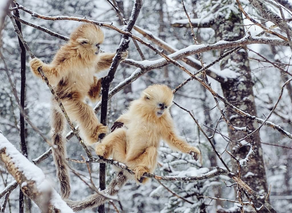 Golden monkeys