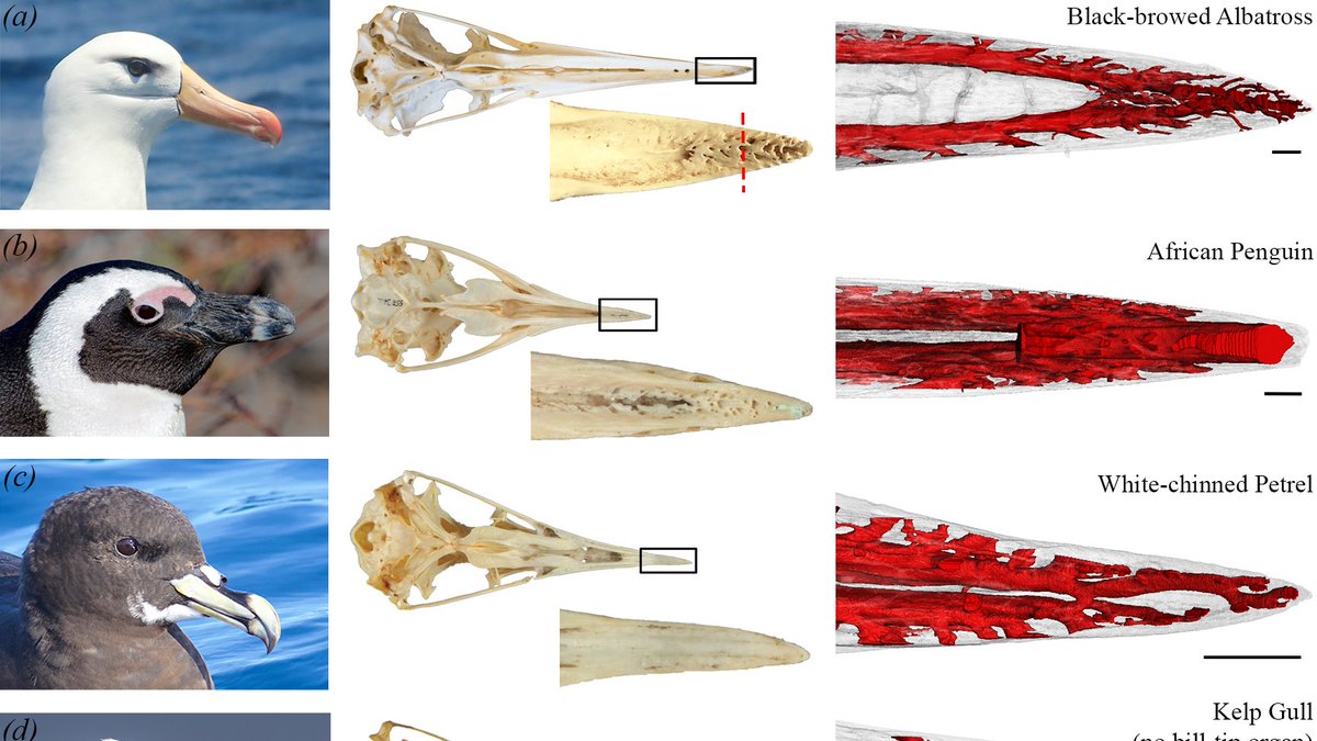 Carla du Toit tweet media