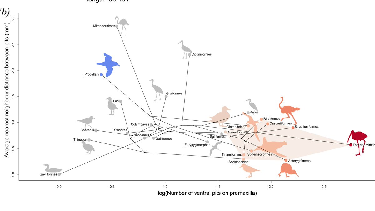 First paper from my Newton Fellowship published 🥳 <a href="/RSocPublishing/">Royal Society Publishing</a> 
Describing tactile structures in the beaks of penguins and albatrosses - unknown foraging strategy in seabirds, or remnants of distant past?
with <a href="/sjportugal1979/">Steve Portugal</a> @kiwi_sjc @TheLabAndField <a href="/fieldpalaeo/">Field Palaeobiology Research Group</a> 
🔗below