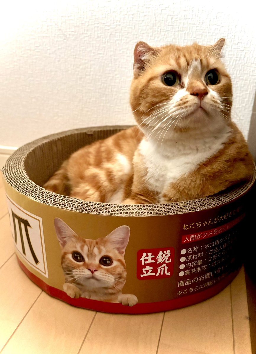 ちゃろちゃん (@charokichisan) / Posts / X