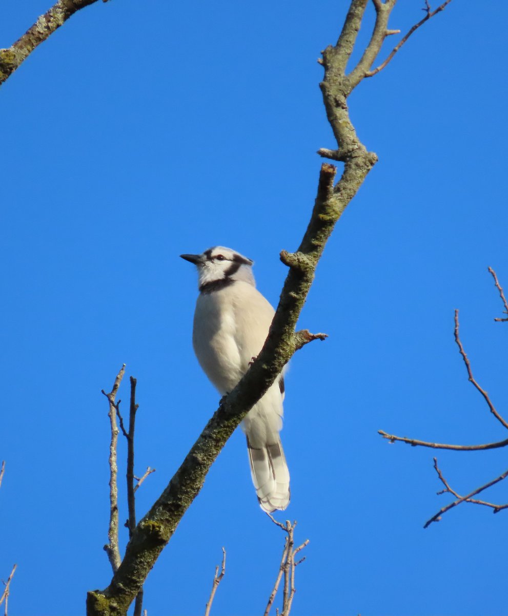 PLKlein_Author's tweet image. "Forever is composed of nows." ~ #EmilyDickinson #thinkingoutloud #quickquote #WednesdayWisdom #WednesdayMotivation #Forever #Now