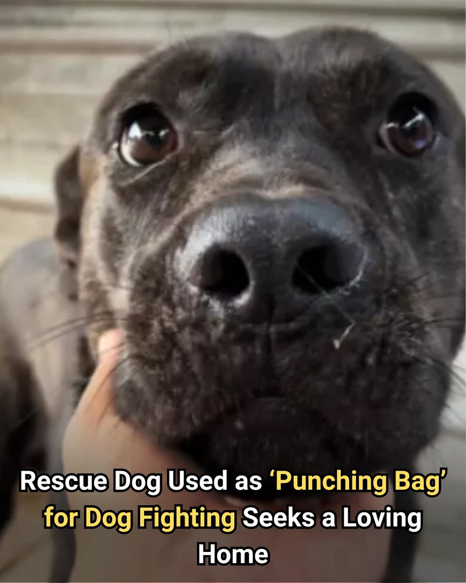 All the dog knew was violence. Will he ever know love?
animalsaroundtheglobe.com/rescue-dog-pun…