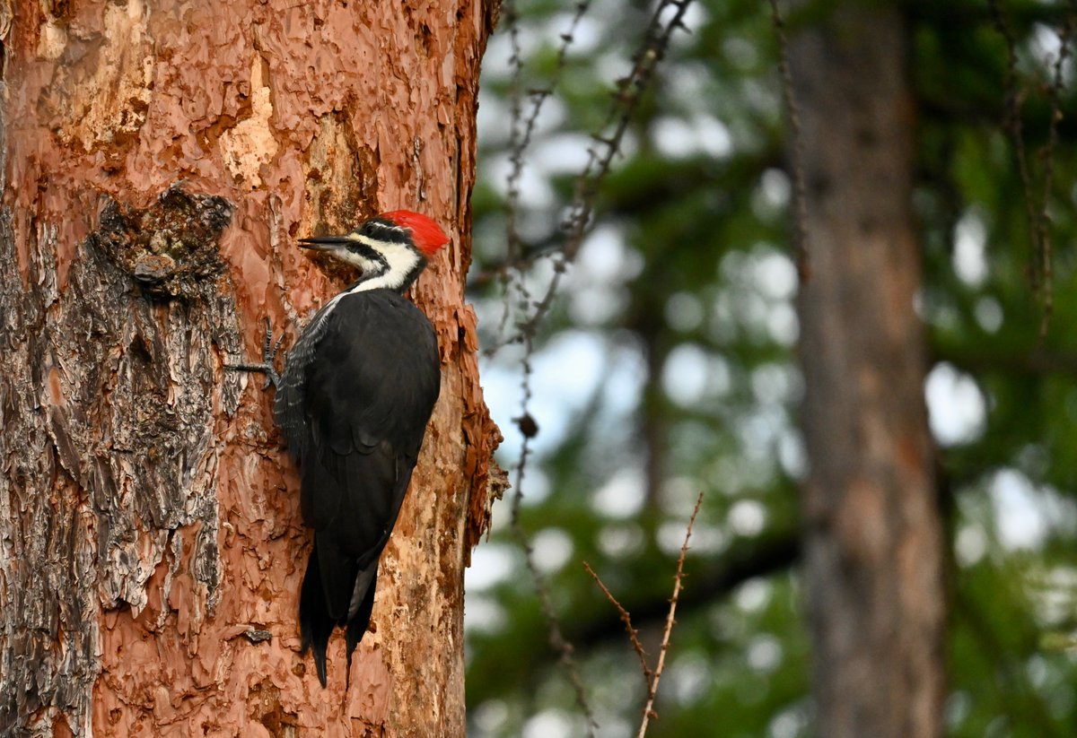 thequaintcabin's tweet photo. She's been working on this tree for a week now... and one of her offsprings too. This is at the edge of the forest. What a fabulous daily encounter! 🤍❤️🖤🌲 https://t.co/cYeZnm0gUV