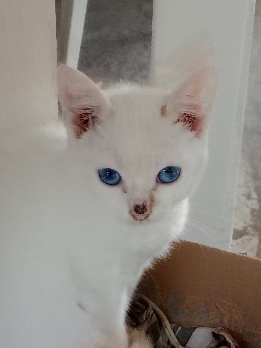 Χιονιτσα tweet media