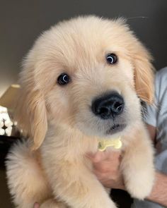 puppies video (@puppies_video) on Twitter photo 