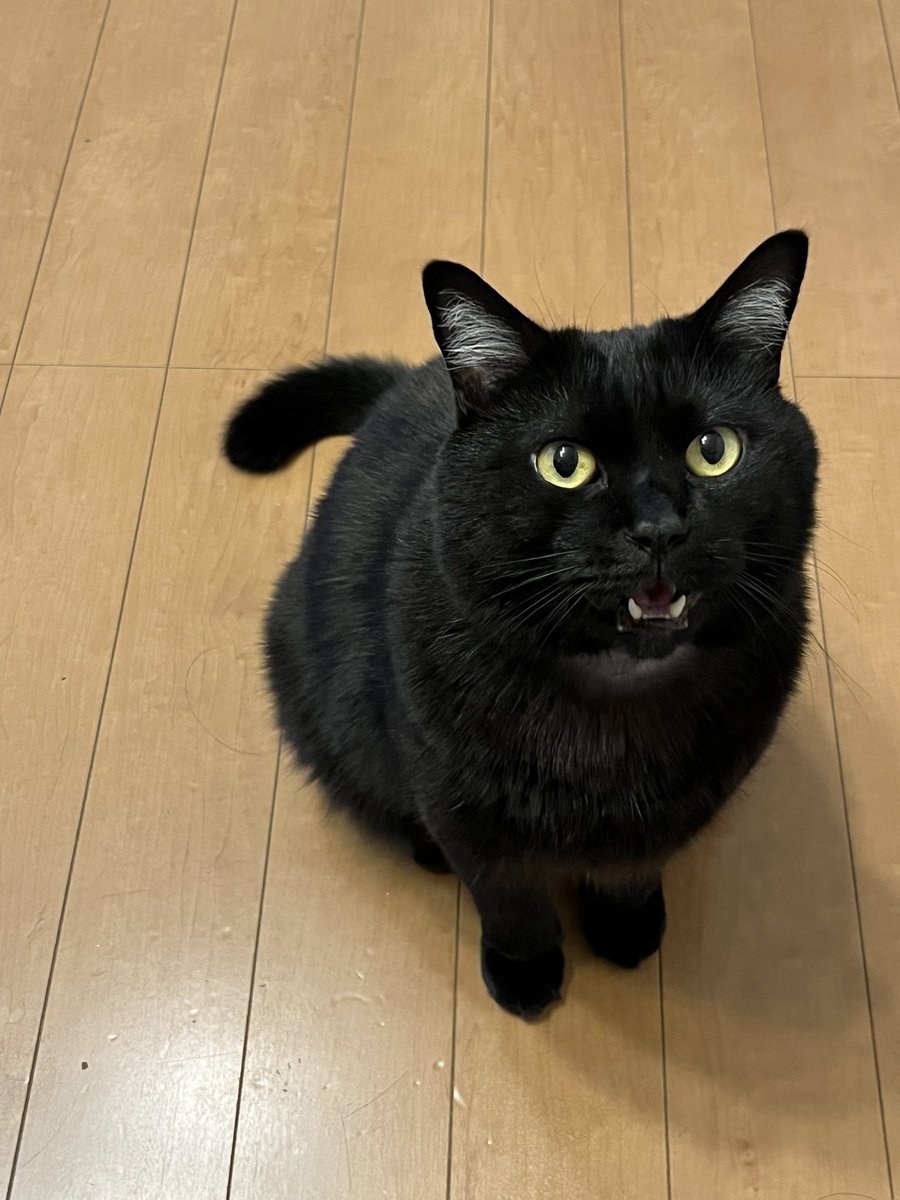 colobockle87's tweet photo. 久しぶりのご飯の催促です。
かわいいね💕 #猫 #黒猫 https://t.co/WWJi8rRhDc