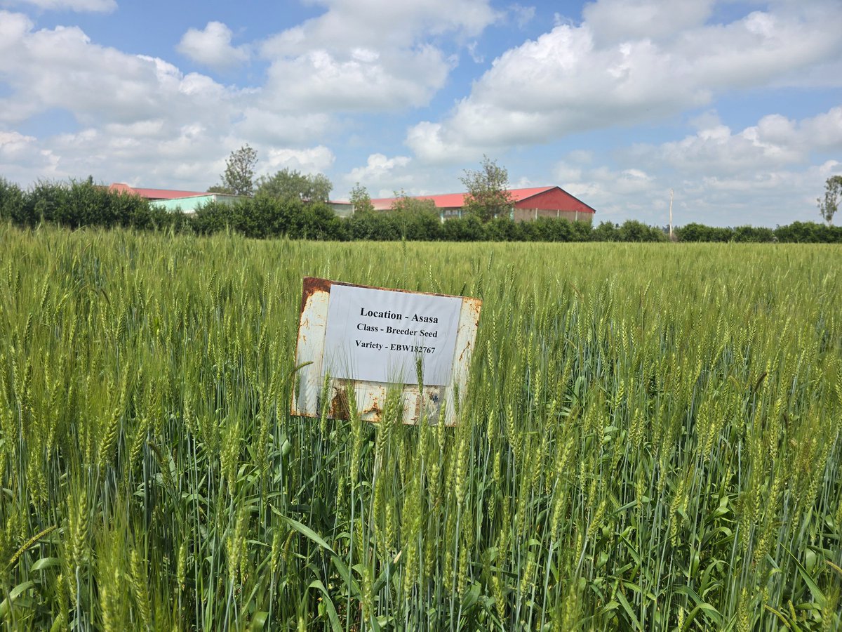 Zerihun_Wheat's tweet photo. PARTNERSHIP IS CRUCIAL IN THE FIGHT AGAINST HIDDEN HUNGER!

Ethiopia has released its first #Biofortified high-zinc wheat lines through the efforts of @HarvestPlus and @CIMMYT. Significant step toward improving nutrition and food security. @InstituteEiar @WheatVelu https://t.co/G00PlyelPh