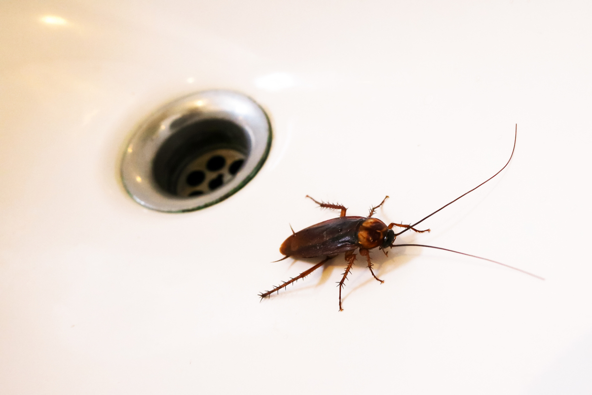 pestexperts_zw's tweet image. Are cockroaches making your kitchen a nightmare? 🚫

They spread bacteria and trigger allergies.  We’ll quickly eliminate them and restore your peace of mind.

Contact us today!
☎️(263) 777 129 224
📞(263) 774 968 771

#pestcontrol #cockroachproblem #homepests #healthyhome